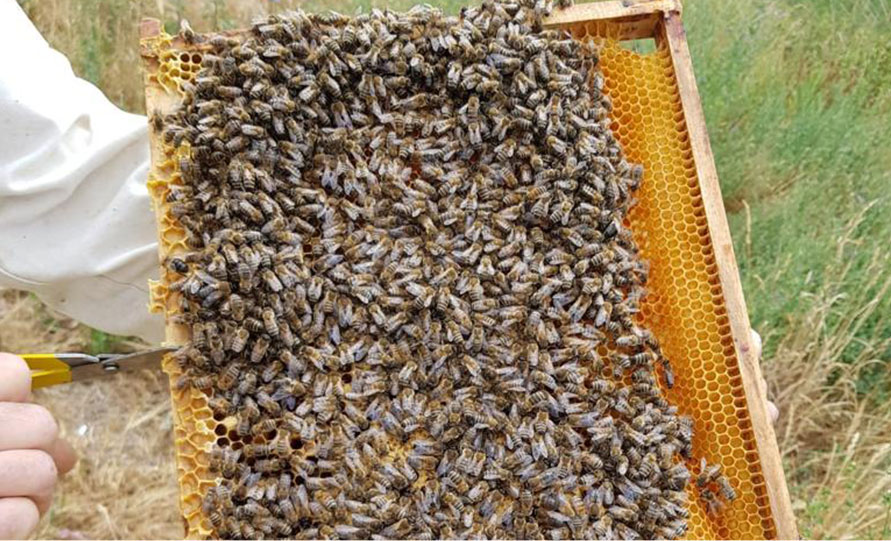 Imker Krumreich – feinster Sortenhonig aus eigener Herstellung